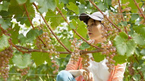 Ayana Misawa hos Grace Wines lager noen av Japans beste viner.