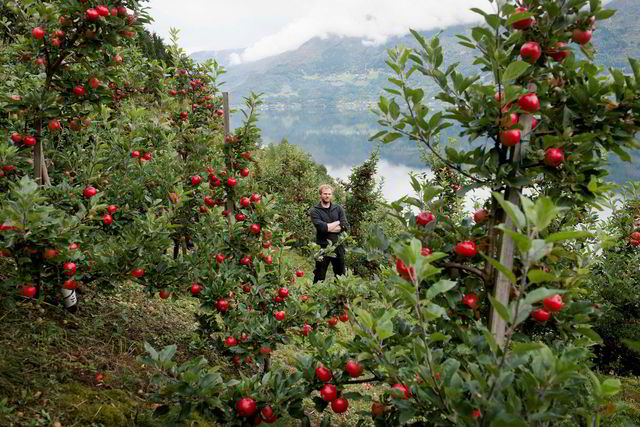 Rødt som tyttebær. – Når vi får fart på markedet, er det ikke nok epler i Hardanger, sier eplebonde og siderprodusent Olav Bleie