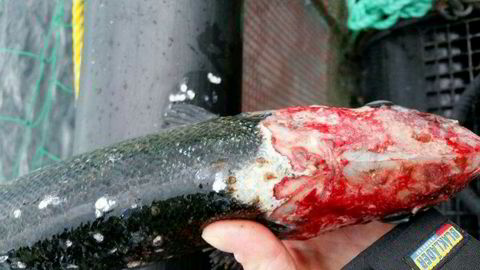 Mattilsynet anmeldte Lerøy Seafood-selskapet Lerøy Midt og Måsøval Fiskoppdrett til politiet for «alvorlig manglende fiskevelferd» på oppdrettslokaliteter i Frøya. Bildet viser en laks der lus har beitet helt inn til hodebenet på fisken.