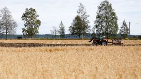 Når kornprisene stiger, blir det relativt dyrere å produsere kjøtt som krever mye korn sammenlignet med kjøtt som krever relativt mindre korn, skriver artikkelforfatterne.
