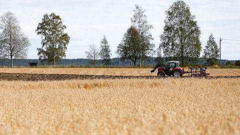 Når kornprisene stiger, blir det relativt dyrere å produsere kjøtt som krever mye korn sammenlignet med kjøtt som krever relativt mindre korn, skriver artikkelforfatterne.