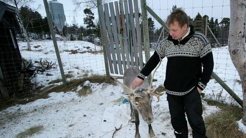 – Et kvartsbrudd i Nasafjellet vil få stor betydning for mange reindriftseiere, sier Per Ole Oskal som har 600 reinsdyr før kalving i området