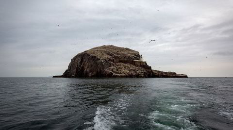 Øya Bass Rock utenfor skotskekysten er hjem for 150.000 sjøfugler, og låner også navn til Evie Wylds tredje roman, en vakker, kompleks og forstyrrende bok.