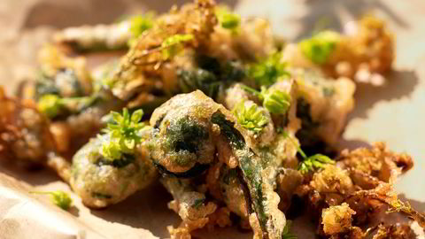 Fritert. Munnfuller med strutseving-tempura passer supert til drinken.