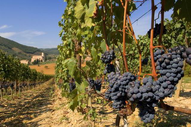 Modne sangiovesedruer som soler seg i Toscana. Foto: