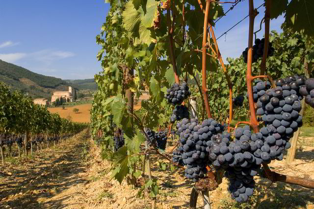 Modne sangiovesedruer som soler seg i Toscana. Foto: