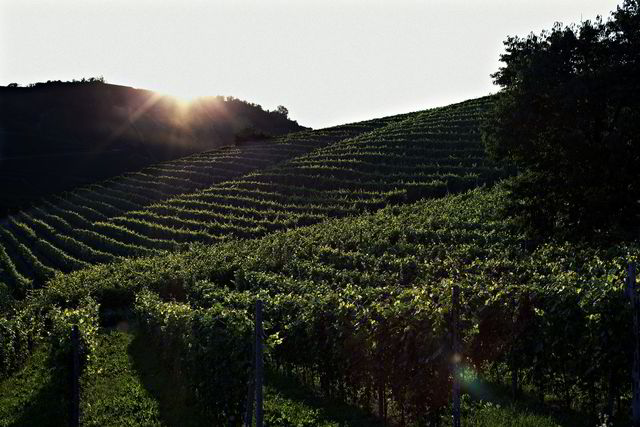 Vinmarken Vigna Rionda i Barolo, Italia. Foto: Sune Frøyseth Eriksen
