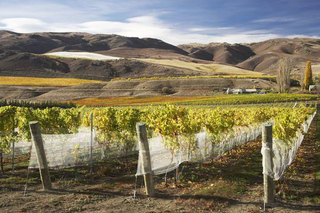 Fra denne vinmarken Bannockburn i Central Otago på New Zealands sørøy kommer en av landets beste rødviner fra. Foto: David Wall/Scanpix.