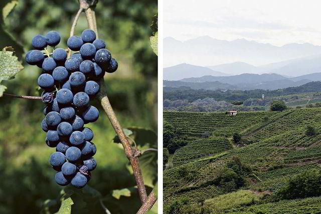 Populær drue. Barbera er Italias tredje mest dyrkede drue, og står bak 50 prosent av all vin produsert fra Piemonte. Dessverre får denne populære druen ikke de beste plasseringene 
                        i Piemontes bratte vinmarker, som gjerne blir forbeholdt nebbiolo. Noen produsenter gir derimot barbera den oppmerksomheten den fortjener, og det merkes på vinene. Foto: Sune Eriksen