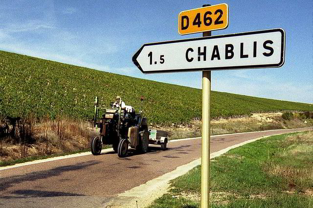 Innhøsting i Chablis. Foto: