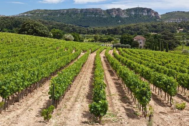 Vinmark i Cassis, Provence. Foto: Gordon Bell / Shutterstock / NTB scanpix.