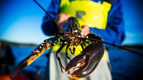 Man bør innføre maksmål på hummer som fiskes på Vestlandet, slik man allerede har gjort for Skagerrak, skriver artikkelforfatterne.