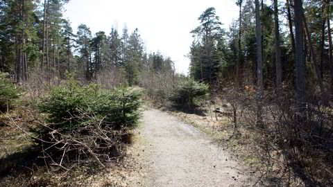 Utbygging av vei, hytter og andre arealkrevende aktiviteter legger også beslag på skog som huser rødlistearter, skriver Bjarte Rambjør Heide.