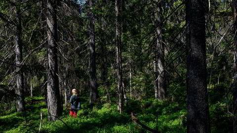 Det er et paradoks at EUs regler kun gjelder for avskoging til jordbruksformål og ikke til utbygging av veier og bygninger, skriver Arne Rørå.