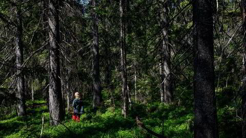 Det er et paradoks at EUs regler kun gjelder for avskoging til jordbruksformål og ikke til utbygging av veier og bygninger, skriver Arne Rørå.