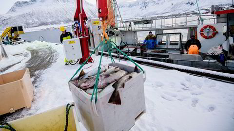 Fiskebåten Mevær er inne med skrei på fiskemottaket i Tromvik. Fisker Bjørn-Helge Robertsen losser på kaien, mens skipper Robert Berg (til høyre) og Espen berg jobber i båten.