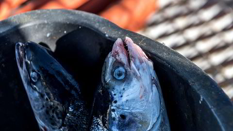 Fysisk skade på fisken representerer inngangsporter for bakterier som fremkaller sykdom, særlig vintersårbakterier, skriver artikkelforfatterne.