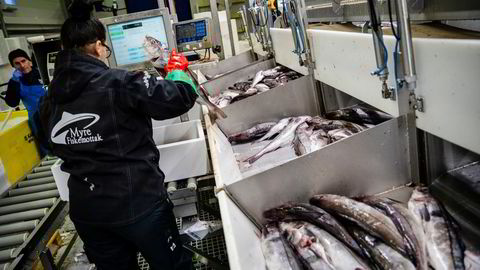 Myre fiskemottak i Vesterålen er Norges største fiskemottak, og pleier å ansette en rekke sesongarbeidere fra Romania.