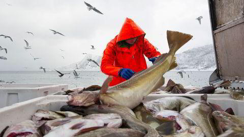 I dag sendes nær halvparten av all torsk ubearbeidet ut av landet, skriver artikkelforfatteren. Her håndteres skrei ombord «Mjosund» i 2017-sesongen.