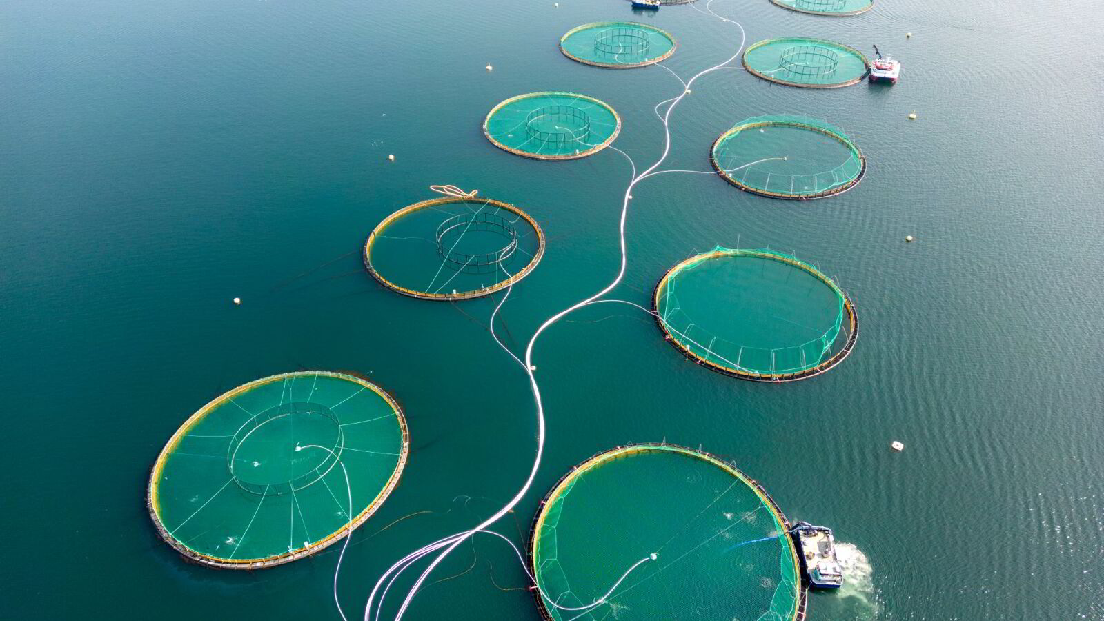 Prisfrykt får lakseaksjene til å tryne inn i superåret 2026