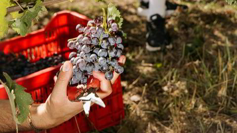Håndverk. I den naturlige vinmarken starter nå årets mest intense fase: innhøstingen.