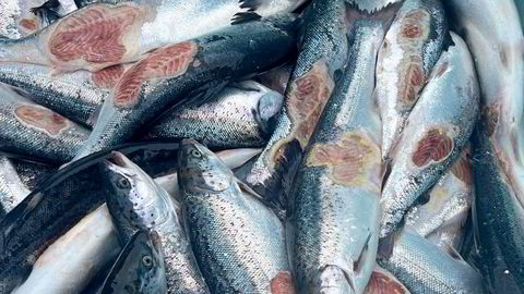 Vintersår er en av grunnene til at Grieg Seafood Finnmark fikk mye dårlig fisk i første kvartal. Det er ukjent hvilket anlegg denne fisken kommer fra.