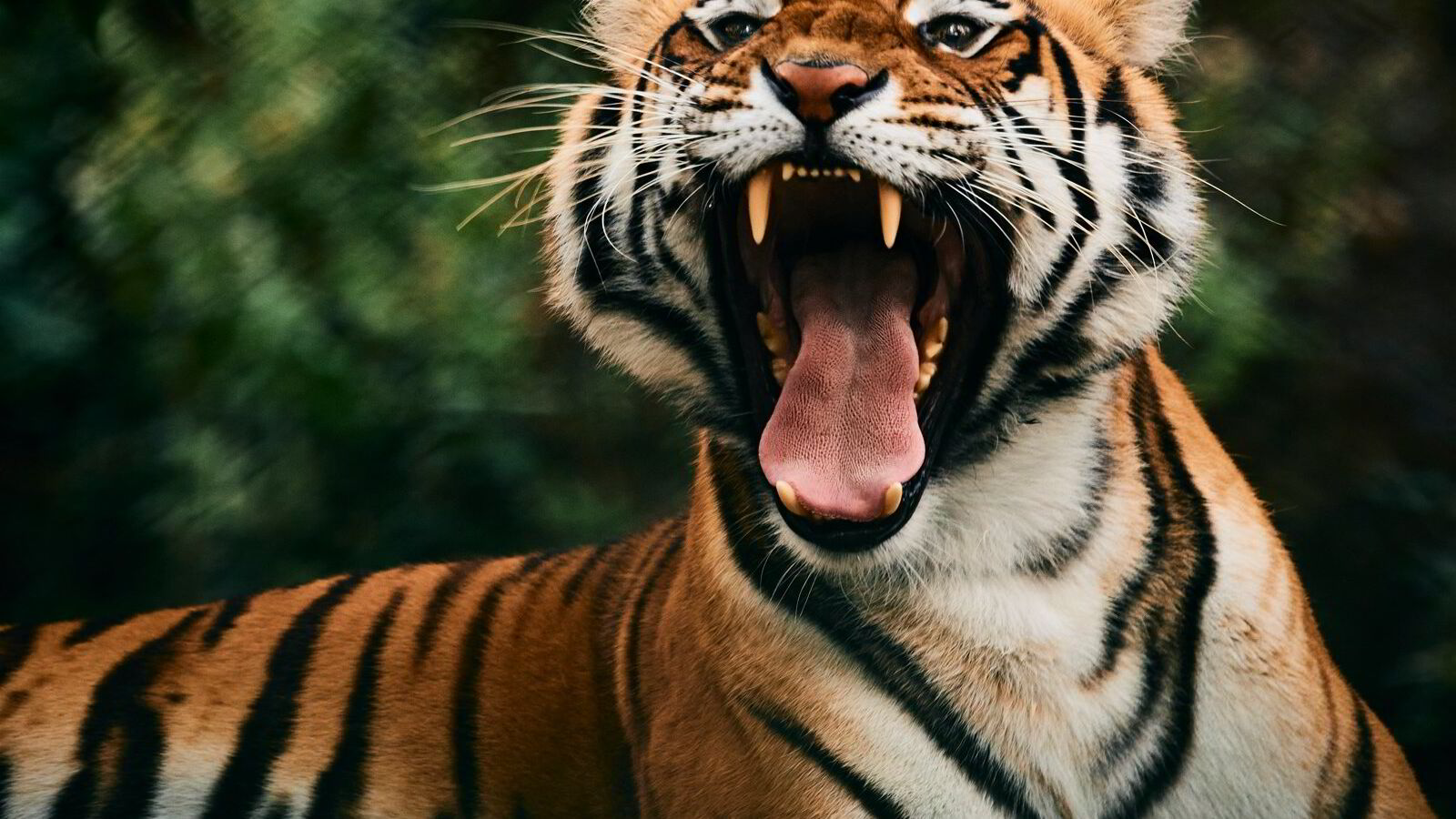 Blir man drept i en nasjonalpark, får ikke etterlatte en krone i erstatning