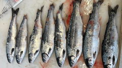 Angrep av perlesnormaneter er en av årsakene til at fisk blir skadet, og nedklasset til såkalt produksjonsfisk. Dette bildet er ikke Mowi sin fisk, men viser eksempel på tilsvarende fisk fra et annet anlegg som ble angrepet i vinter.
