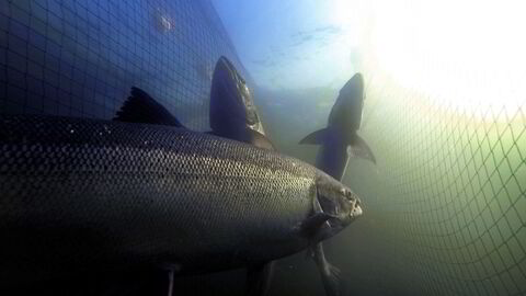 Til tross for stor innsats lyktes ikke redningsaksjonen for Vosso-laksen. Innblanding av oppdrettsgener i fisken som ble satt ut er trolig noe av årsaken. Her tilbakevandret Vossolaks fanget og merket før de slippes videre opp i vassdraget.