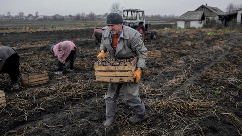 Lokale ukrainske bønder høster poteter i en åker i landsbyen Zarichne, nær frontlinjen i Donbas-regionen. Landsbyen er nylig befridd fra russisk kontroll. Ukraina ber Norge og de tre andre Efta-landene om tollfrihet på ukrainske varer og at landbruksvarer blir en del av frihandelsavtalen med Efta-landene.