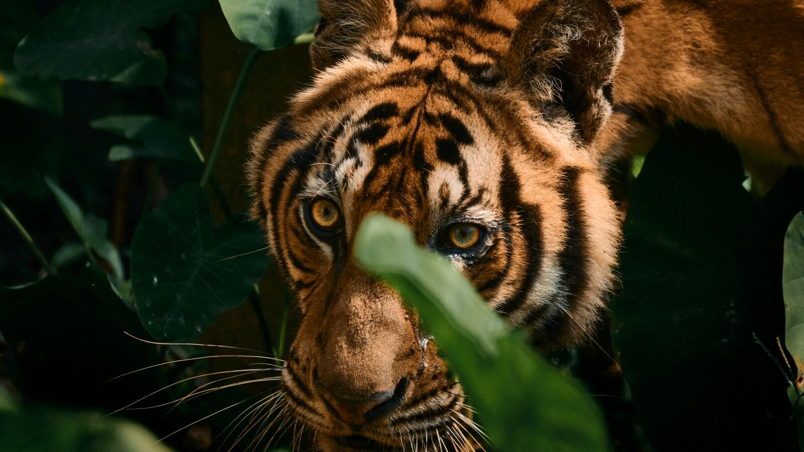 – I Norge gjør vi rovdyr til syndebukker