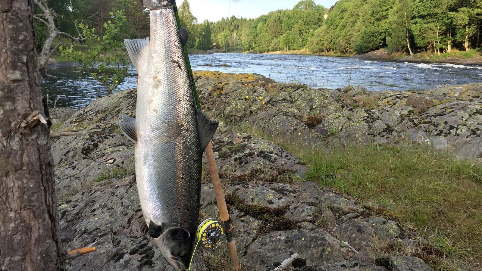 Kollaps for laksefisket i elvene: – Aldri opplevd før