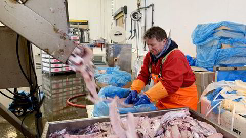 Terje Andresen (57) er til daglig barsjef i Bærum, men har nå sesongjobb i fiskeindustrien i Lofoten.