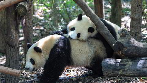 Pandaen er ikke lenger utrydningstruet i Kina. Her to pandaer som leker på en forskningsstasjon i Chengdu i Sichuan-provinsen.