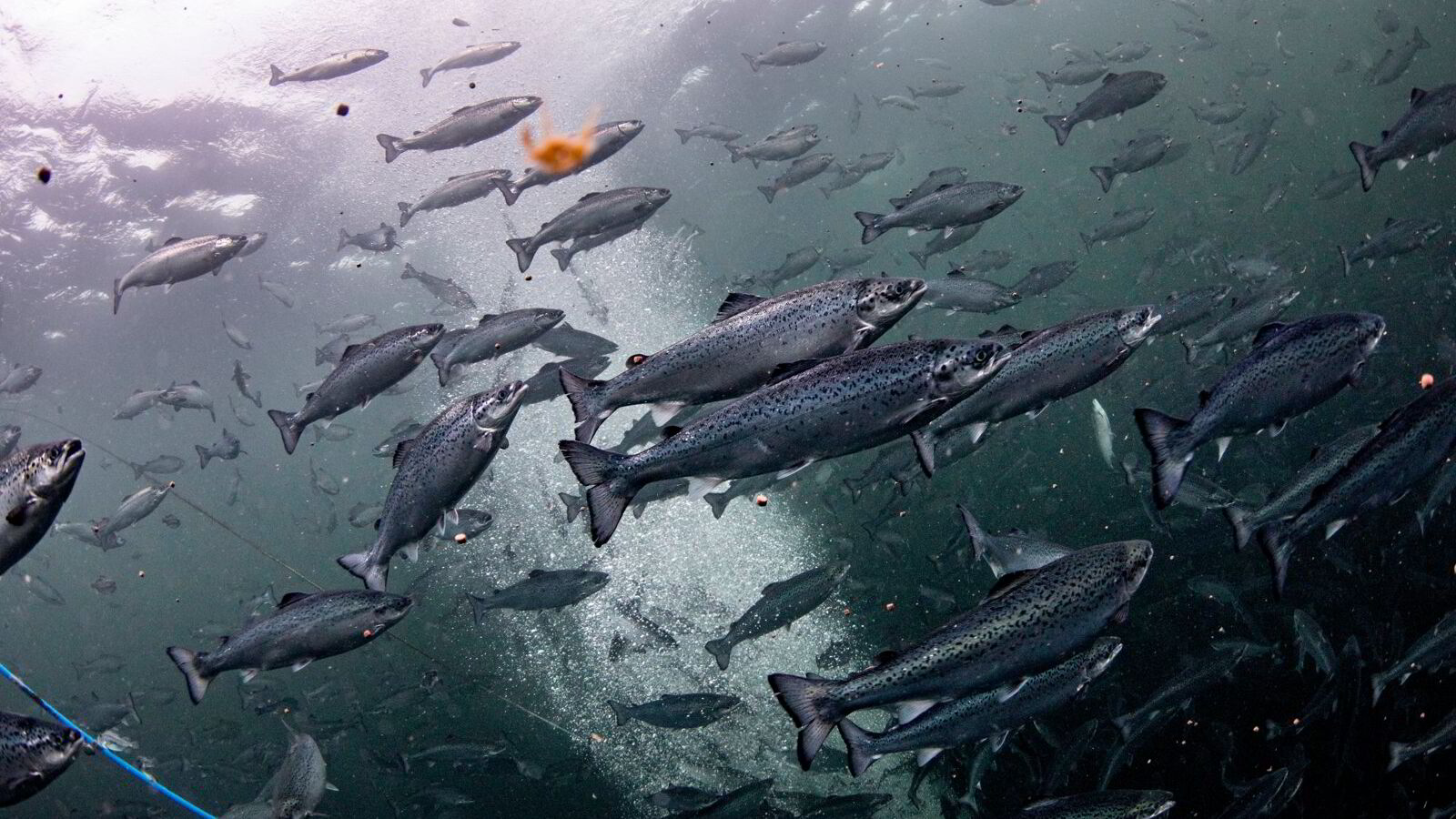 Har ikke hevdet at bransjen er kriminell