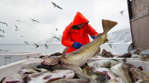 Kinas reeksport av sjømat er en ny utfordring for kystsamfunn verden rundt, skriver artikkelforfatterne. Skrei leveres her i Tromvik i Troms.