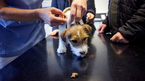 Veterinærer som jobber med familiedyr er mer positiv enn andre veterinærer til dødshjelp hos mennesker, skriver forskeren.