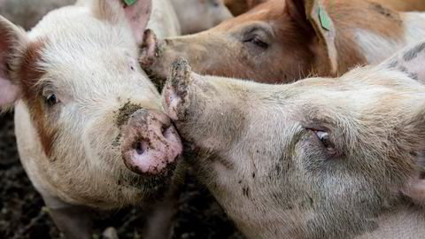 Hver eneste gris i norske fjøs skal leve et godt liv, skriver Nortura-direktør.
