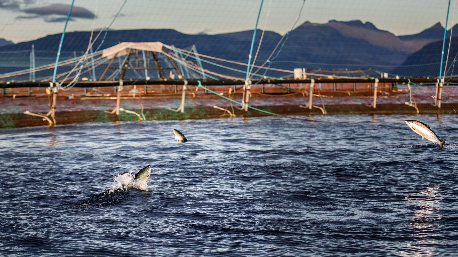 Det manglet ikke advarsler mot lakseskatten