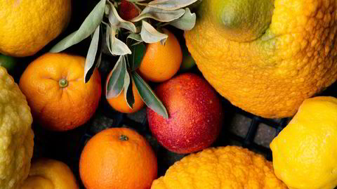 Bitter pine. Mer enn 400 ulike sorter sitrus dyrkes vel Todolí Citrus Foundation, hvorav flere er de siste gjenstående eksemplarene i verden.