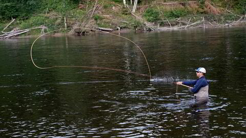 Laksefiskere blir et sjeldent syn i sørnorske elver fremover etter at Miljødirektoratet har stengt en rekke elver ut sesongen.