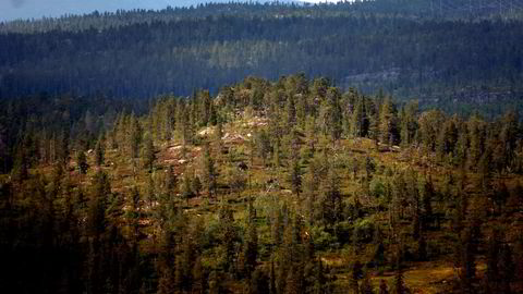 Norge bør også jobbe for at skog inkluderes i internasjonale kvotemarkeder, slik at flere finner det lønnsomt å betale for å verne, skriver Bård Harstad. Her fra Trillemarka.