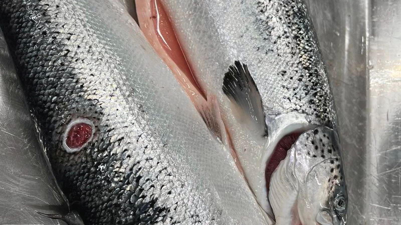 Mowi har rapportert om fiskekvalitet i 13 år: Skrotes av konkurransehensyn