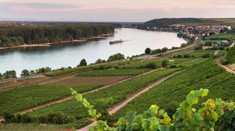 Rhinen smyger seg igjennom Rheinhessen i Tyskland, langs dens bredder ligger noen av landets beste vinmarker.