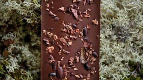 Bean to bar-sjokkis. Trenden har pågått i noen år, og Fjåk sjokolade fra Eidfjord i Hardanger produserer håndlaget kvalitetssjokolade fra bunnen av.