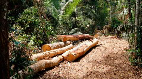 Skogbrukets ofre. Tømmerhuggere tar seg til rette i Amazonas. Ulovlig hugst er et problem av enorme proporsjoner. I kjølvannet av hugsten ligger kroppene til aktivistene som forsøkte å stoppe den.