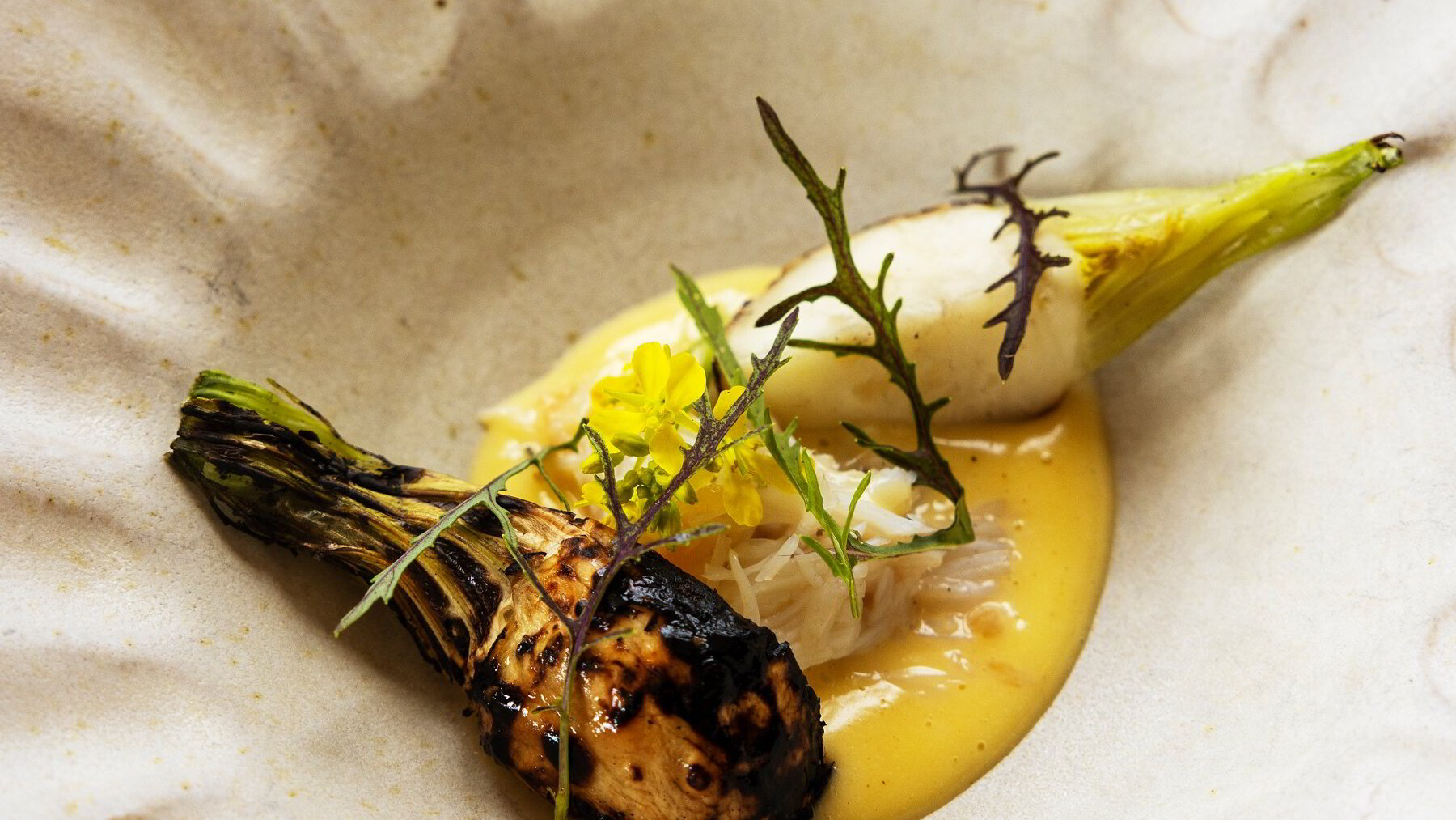 Taskekrabbe og testikler