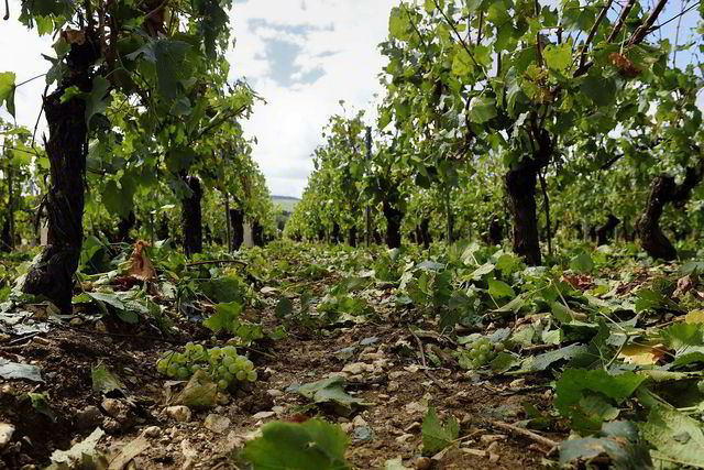 Slik så vinmarken Montee de Tonnerre i Chablis ut etter en ødeleggende haglbyge i 2015. Etter mye dårlig nytt fra den hardt prøvde vinregionen kommer det nå endelig gledelige nyheter.