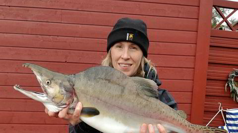 Mer enn ti tonn pukkellaks ble fisket i lakseelvene i Finnmark i fjor. Josefine Bergs på Nibios forskningssenter på Svanhovd i Øst-Finnmark viser frem noe av fangsten.