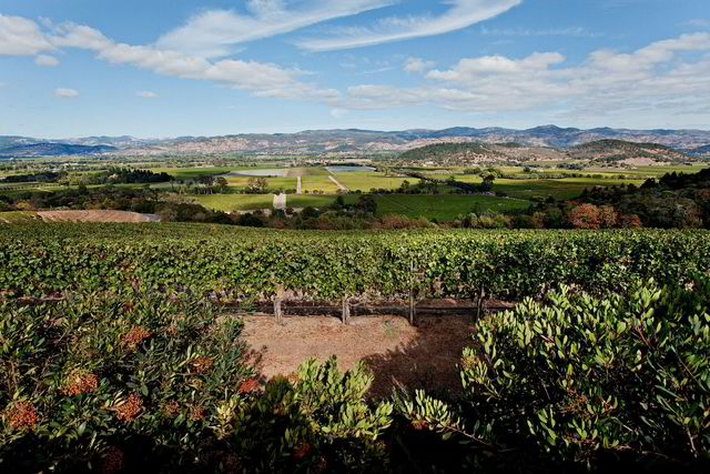 Napa Valley er fortsatt det viktigste vinområdet i USA, selv om naboen Sonoma og Santa Barbara lenger sør puster det i nakken.